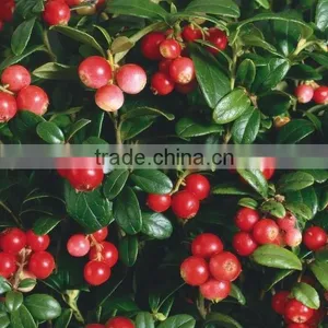 100 Pure Natural Fructus Rosae Oil,Rosa Mosqueta Oil thumbnail-1