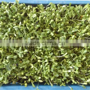 Hydroponics Animal Fodder Bean Sprout Machine/oat Sprouting Machine/ Bean Sprout Growing Machine on Sale thumbnail-5