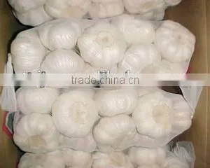 New Season Chinese Normal White Garlic thumbnail-1