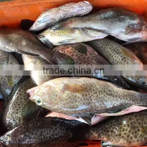 FROZEN REEFCOD/GROUPER WHOLE I.F./IWP thumbnail-2