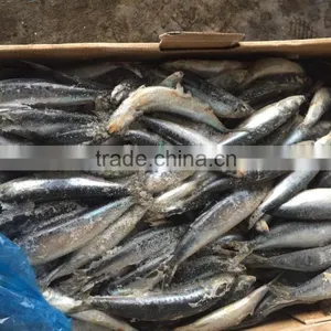 Frozen Whole Round Sardine 10-12pcs/kg for Market thumbnail-1