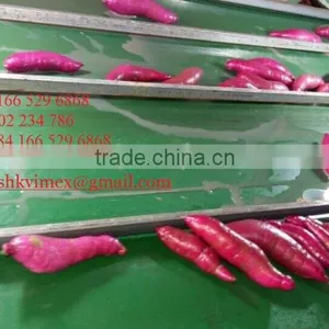 Viet Nam Sweet Potato thumbnail-4