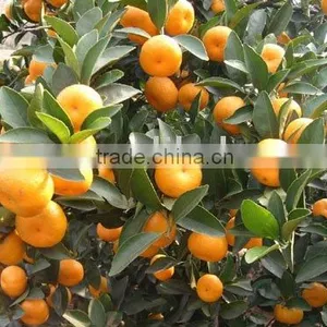 Fresh Mandarin Orange thumbnail-1