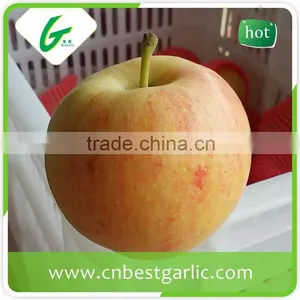 Fresh Chinese New Crop Red Gala Apple Wholesales thumbnail-6