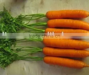 2013 New Crop Fresh Red Carrots thumbnail-1