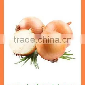 Export Bulk China Best Quality Fresh Products Onion thumbnail-6