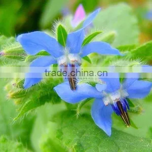 Gold Pure&natural Organic Borage Seed Oil Refined Oil Cure PMS thumbnail-3