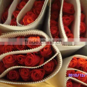 Wholesale High Grade Fresh Cut Flowers Black Rose Plants From Plants Base thumbnail-4