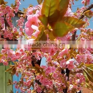 Big OEM/ODM Wedding Decoration Artificial Cherry Blossom Trees thumbnail-3