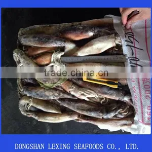 Frozen Good Quality WR Illex Squid for Bait thumbnail-1