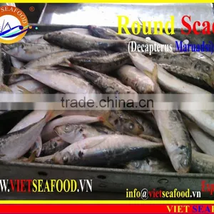 FROZEN MARUADSI WHOLE ROUND (ROUND SCAD) thumbnail-2