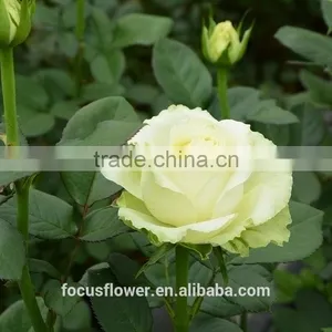 Wholesale Fresh Cut Flowers Rose Avalanche Flower From Kunming thumbnail-3
