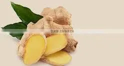 Zingiber Officinale Extract thumbnail-4