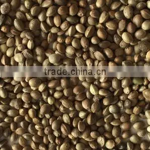 2014 Crop Organic Hemp Seeds thumbnail-1