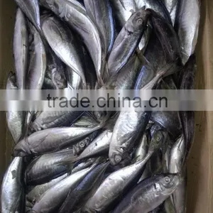 2015 Frozen Horse Mackerel wr 100-200g Seafrozen thumbnail-2