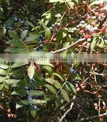 Pistacia Atlantica Oil thumbnail-1