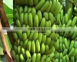 Fresh Cavendish Banana New Crop 2016- 7 Kg thumbnail-1