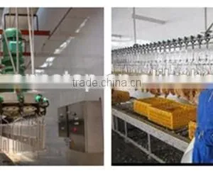 Poultry Slaughter Equipment / Poultry Plucking Machine Chicken Duck Goat Plucker thumbnail-5