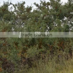 High-quality Seabuckthorn Fruit Oil,essential Oil, Wild Plant Oil thumbnail-4