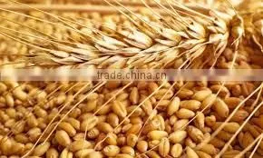 Vital Wheat Gluten thumbnail-2