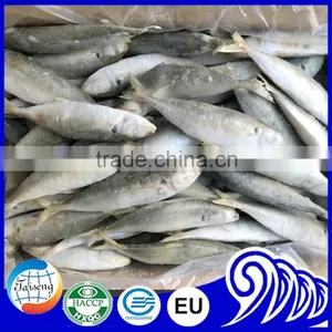 New Arrival Good Quality Frozen Horse Mackerel Fish thumbnail-4