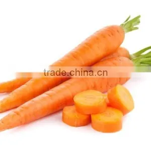 New Season Fresh Cheap Price Carrot From China thumbnail-1