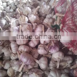 Fresh Garlic 2015 Crop thumbnail-5
