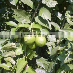 Plant Extract Grapefruit P.E. 90% Naringin thumbnail-4