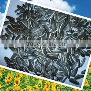 New Crop Sunflower Seeds 5009 thumbnail-1