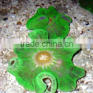 Anemone thumbnail-1