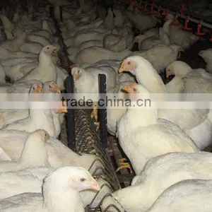 Modern Breeder Chicken Environment Control House thumbnail-3