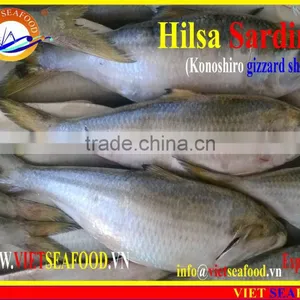 FROZEN HILSA SARDINE WHOLE ROUND thumbnail-1