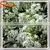 2015 Wholesale Artificia White Wedding Wishing Tree Fake Cherry Blossom Tree Wedding Decor thumbnail-5