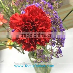 Decorative Flowers Mastor Carnation Flower High Grade Fresh Cut Flowers Wholesale From China Supplier thumbnail-6