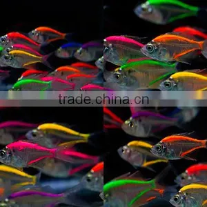 Glass Fish Mix Color For Sale to Aquarium Fish Importer thumbnail-1