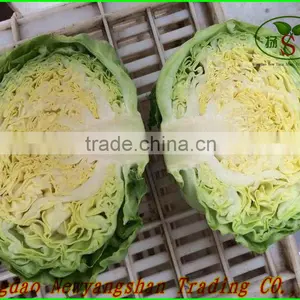 Hot Sale High Quality Fresh Cabbage Green/Red Cabbage thumbnail-2