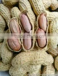 Roasted Peanuts in Shell thumbnail-1