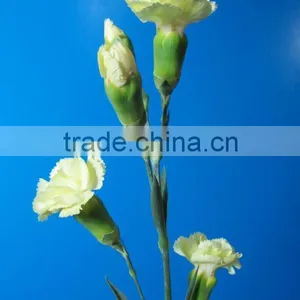 2016 Most Popular Long Stem Fresh Spray Carnations Cuttings thumbnail-3
