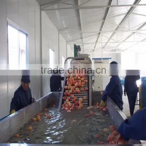 Mango Washing and Grading Machine thumbnail-1