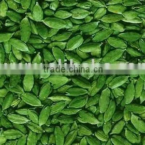 Cardamom Oil ( Complying to BP ) thumbnail-1