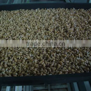 Automatic Barley/wheat/oat Sprouting Machine thumbnail-1