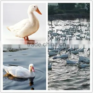 Duck Down Vendor thumbnail-2