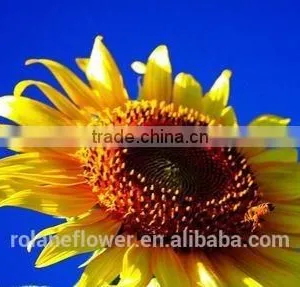 Color Blue Fresh Cut Sunflowers For Wedding Decoration thumbnail-3