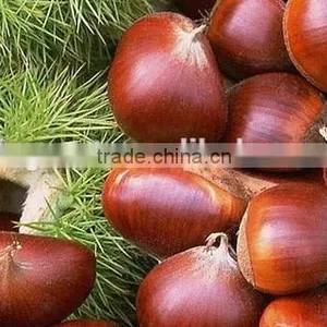 High Quality Fresh Chestnuts for Sale thumbnail-3