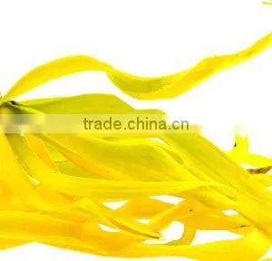Ylang Ylang Essential Oil From India | Guaranteed 100% Pure Ylang-Ylang Oil thumbnail-3