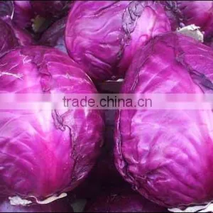 Chinese Fat Red Cabbage Fresh Purple Cabbage thumbnail-3