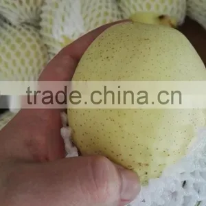 New Crop Thailand Fruit Farm ya Pear thumbnail-1