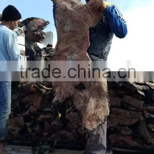 WET SALTED COW HEAD SKIN thumbnail-6
