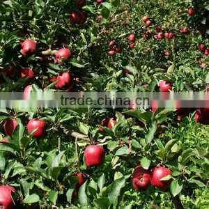 New Fresh Red Huaniu Apple Red Delicious Apple Exporter in China thumbnail-1