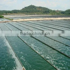 2016 Phycocyanin Export to USA thumbnail-2